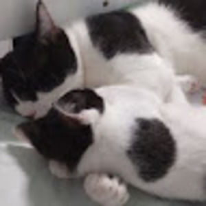 Meet your Posher, Mishou